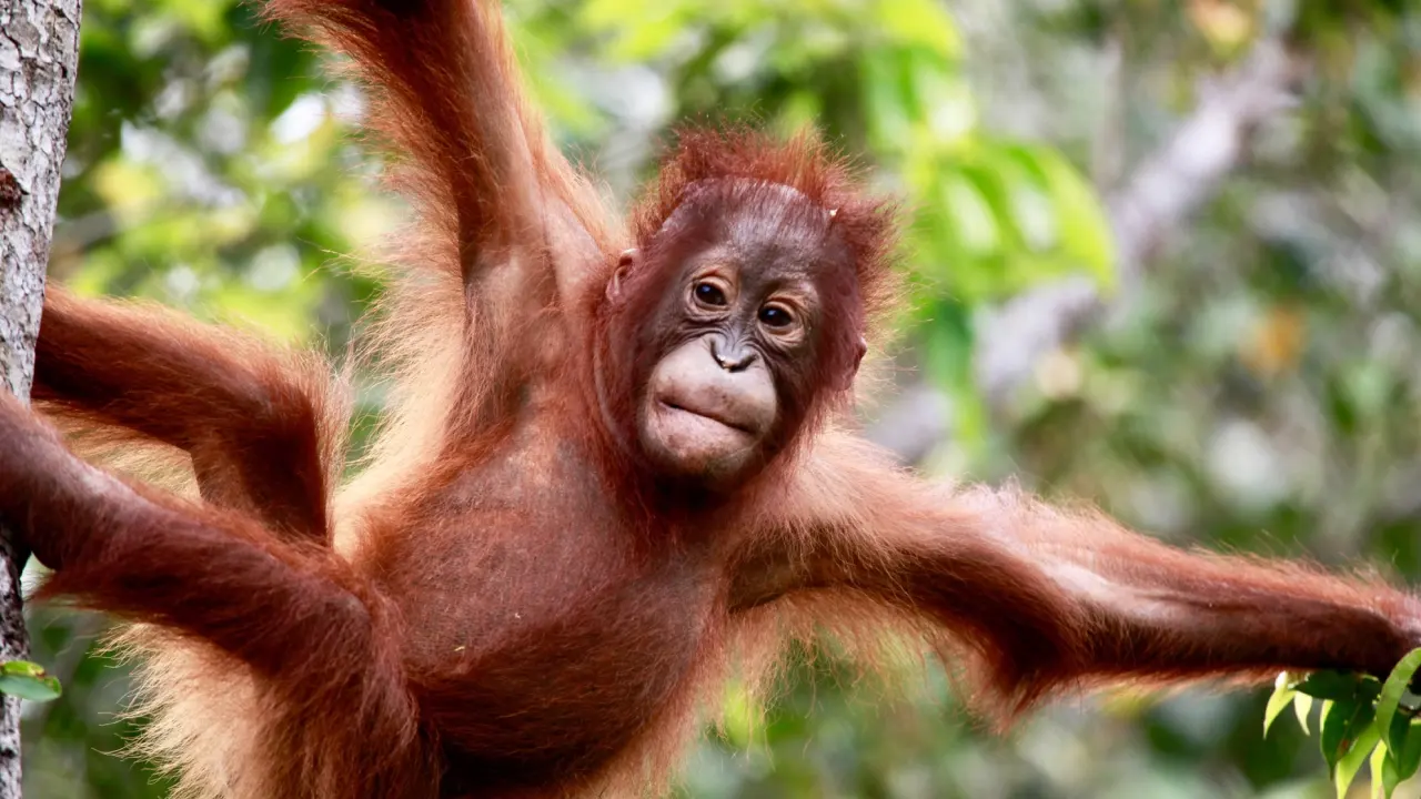 Petualangan Menakjubkan dengan Orangutan di Pangkalan Bun | Travel