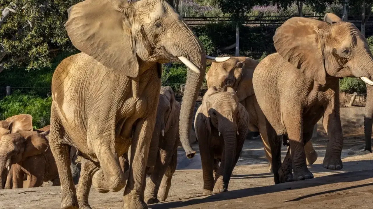 San Diego Zoo Safari Park Umumkan Pembukaan Elephant Valley | Travel