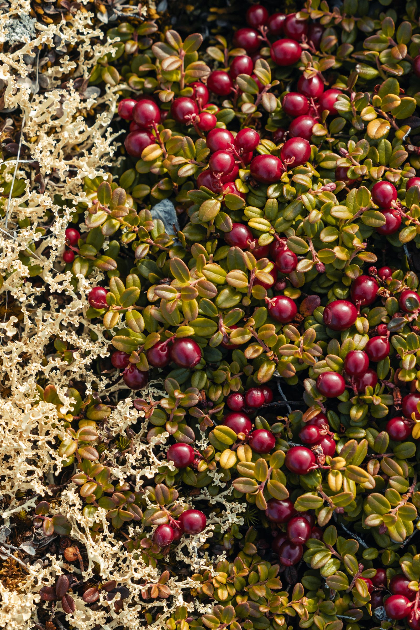 Kamp terpencil di pulau misterius Eropa jadi pelarian sempurna